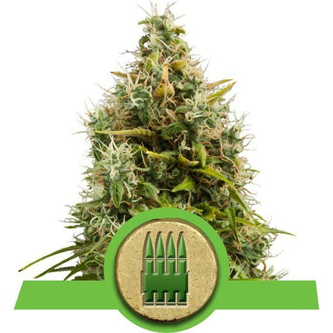 Royal Queen Seeds - Royal AK Automatic - The JuicyJoint