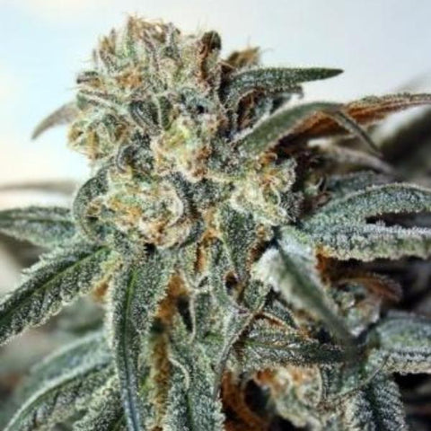 Ripper Seeds - Zombie Kush Seeds - The JuicyJoint