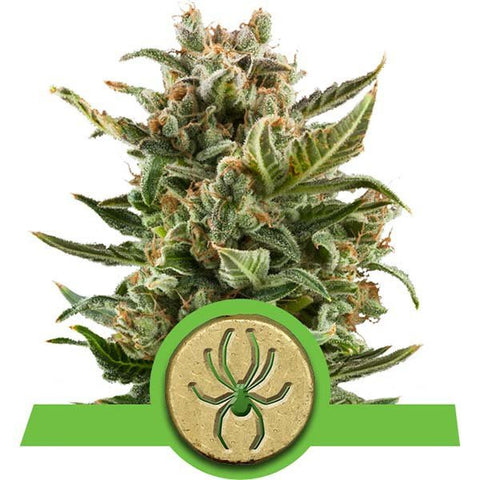Royal Queen Seeds - White Widow Automatic - The JuicyJoint