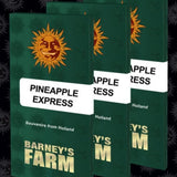 Barneys Farm Seeds - Pineapple Express