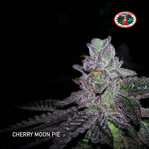 Big Buddha Seeds - Cherry Moon Pie - The JuicyJoint