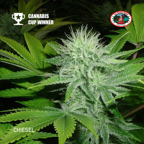 Big Buddha Seeds - Chiesel - The JuicyJoint