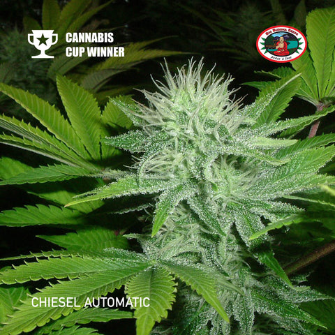 Big Buddha Seeds - Chiesel Automatic - The JuicyJoint