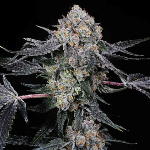 Compound Genetics - High Society – The JuicyJoint