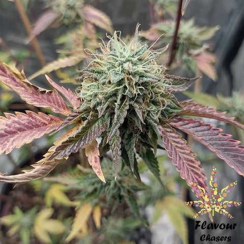 Flavour Chasers - Ice Cream Cake