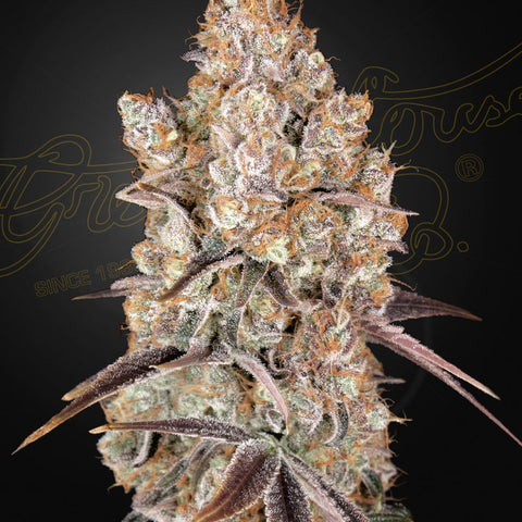 Green House Seeds - Holy Snow