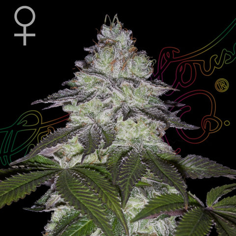 Green House Seeds - Milky Dreams