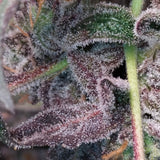 Grounded Genetics - Bizcocho