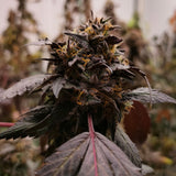 Grounded Genetics - Bizcocho