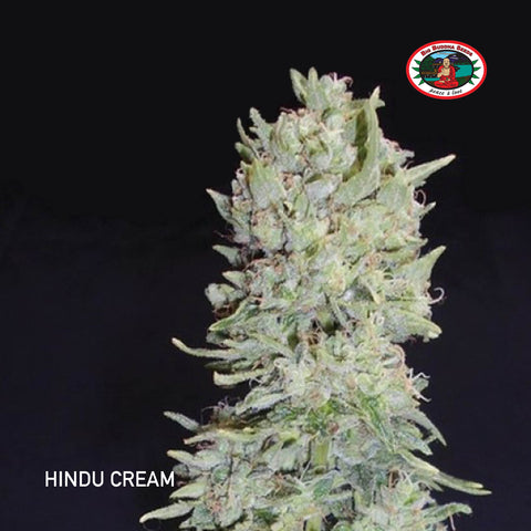 Big Buddha Seeds - Hindu Cream - The JuicyJoint