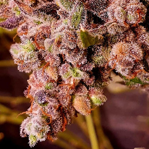 Holy Smoke Seeds - Red Hot Junky