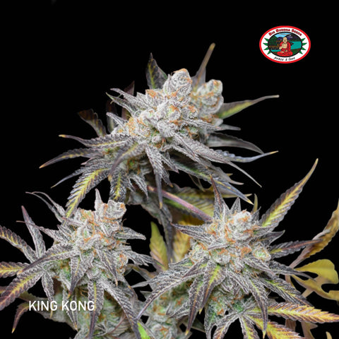 Big Buddha Seeds - King Kong - The JuicyJoint
