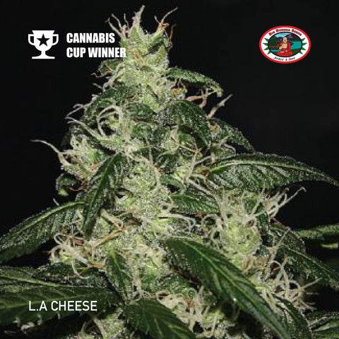 Big Buddha Seeds - L.A Cheese - The JuicyJoint