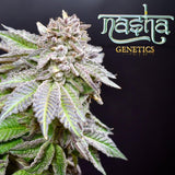 Nasha Genetics - Miracle Gushers