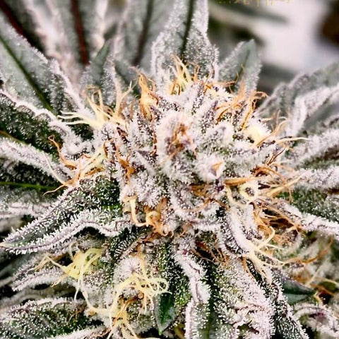 Nasha Genetics - Hardcore MAC