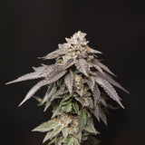 Perfect Tree - Granita ( 33 Splitter x Jet A ) + 3 Extra Tropicozz Seeds