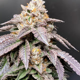 Perfect Tree - Granita ( 33 Splitter x Jet A ) + 3 Extra Tropicozz Seeds