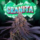 Perfect Tree - Granita ( 33 Splitter x Jet A ) + 3 Extra Tropicozz Seeds