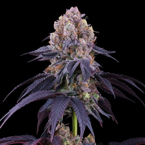 Loukoum (Perfect Tree) :: Cannabis Strain Info