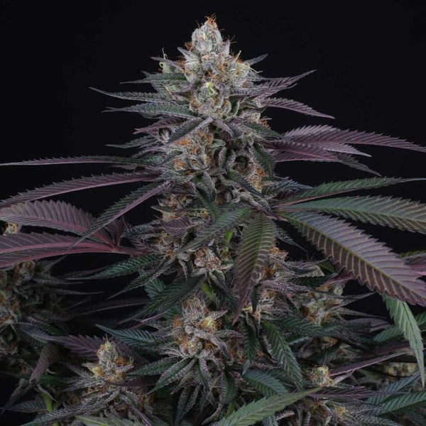 ハーブ The seeds PerfectTree_Spritz_TheJuicyJoi