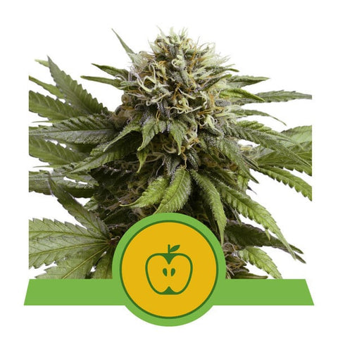 Royal Queen Seeds - Apple Fritter Auto