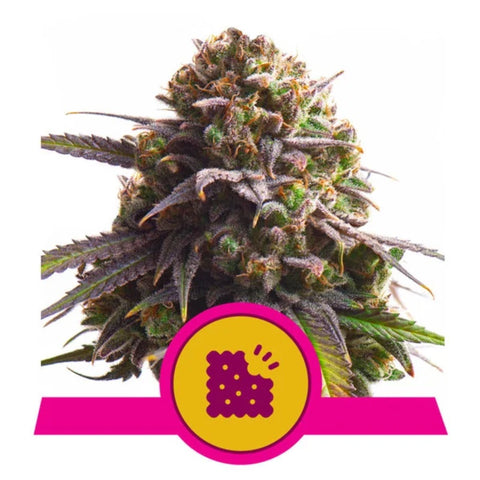 Royal Queen Seeds - Biscotti
