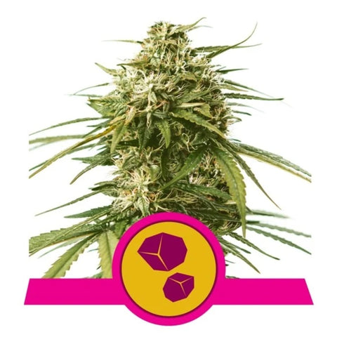 Royal Queen Seeds - Gushers