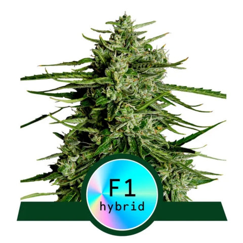 Royal Queen Seeds - Titan F1 Auto