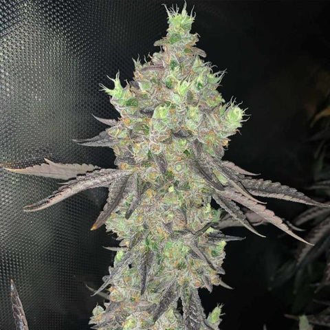 Spitfire Genetics - Watzapp - Regular Seeds + 4 x FREE Zapp Seeds