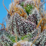 Sweet Seeds - Strawberry Cola Sherbet F1 Fast Version®