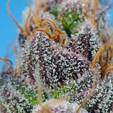 strawberry sherbet seeds Sweet Seeds