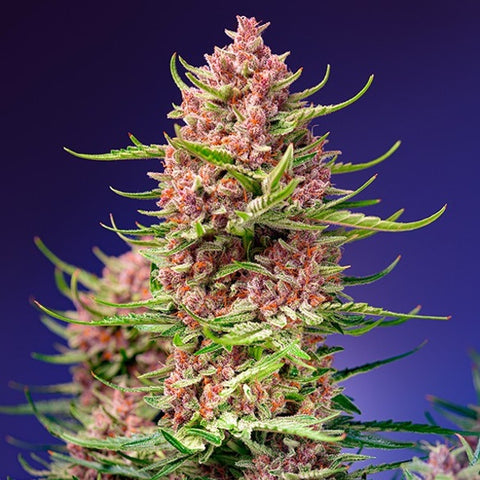 Sweet Seeds - Strawberry Cola Sherbet F1 Fast Version®