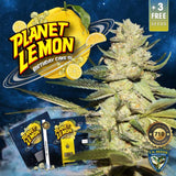 T.H. Seeds - Planet Lemon + 2 x Free Seeds & 1 French Macaron