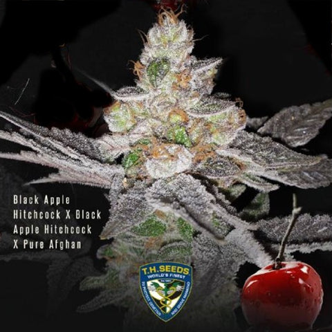T.H. Seeds - Red Candy Apple - Limited Edition