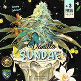 T.H. Seeds - Vanilla Sundae + 2 x Free Seeds & 1 French Macaron