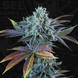 SALE!! T.H. Seeds - Auto French Cookies  + 1 x MK-Ultra