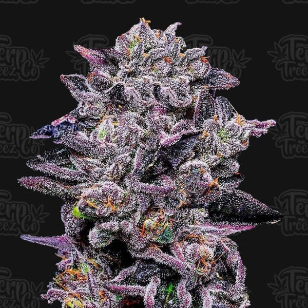 Morning Dew Tree, Medium