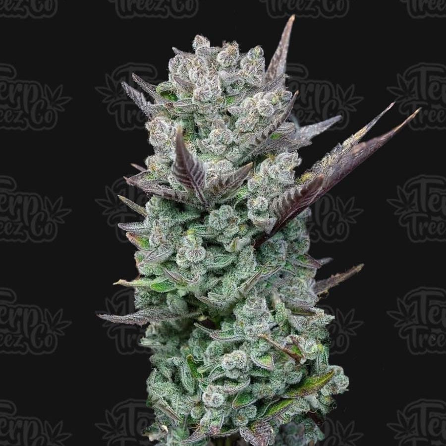 Terp Treez Co - Blue Nerdz  The JuicyJoint