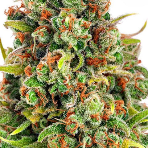 Anesia Seeds - Manderine 47