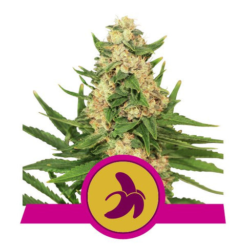 Royal Queen Seeds - Fat Banana - The JuicyJoint