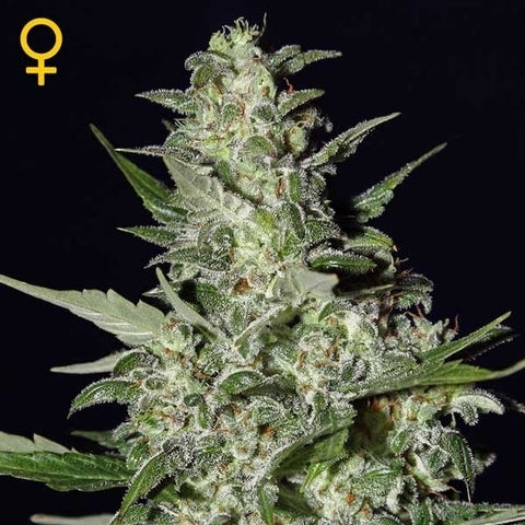 Green House Seeds - Super Critical - The JuicyJoint