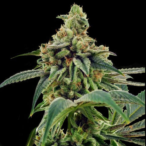 DNA Genetics - Limited Collection: Training Day - The JuicyJoint