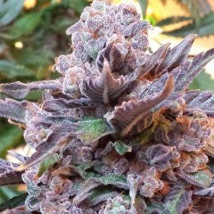 PhenoFinder Seeds - Purple Strawberry Bliss - The JuicyJoint