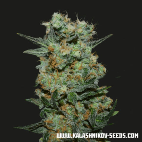 Kalashnikov Seeds - Baikal Express