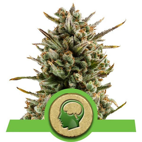 Royal Queen Seeds - Amnesia Haze Automatic - The JuicyJoint