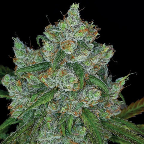 Anesia Seeds - Bruce Banner