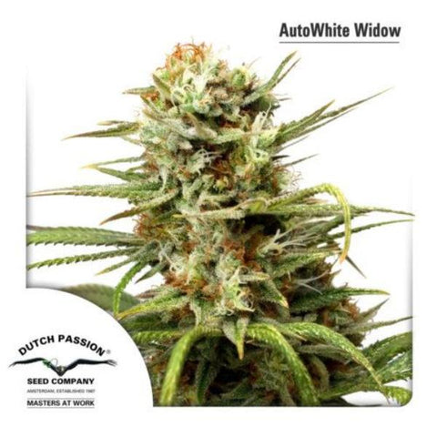 Dutch Passion Seeds - White Widow Auto - The JuicyJoint