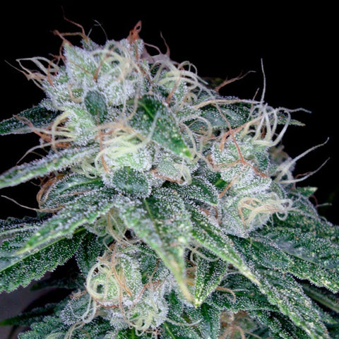 Reserva Privada -  Soul Diesel - The JuicyJoint