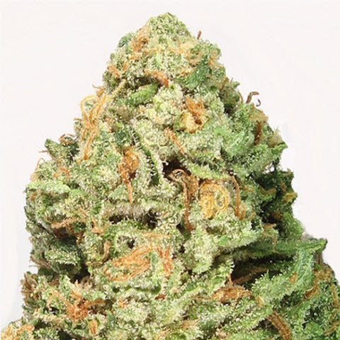 Heavyweight Seeds - Fruit Punch - The JuicyJoint