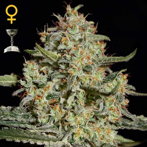 Green House Seeds - A.M.S. - The JuicyJoint